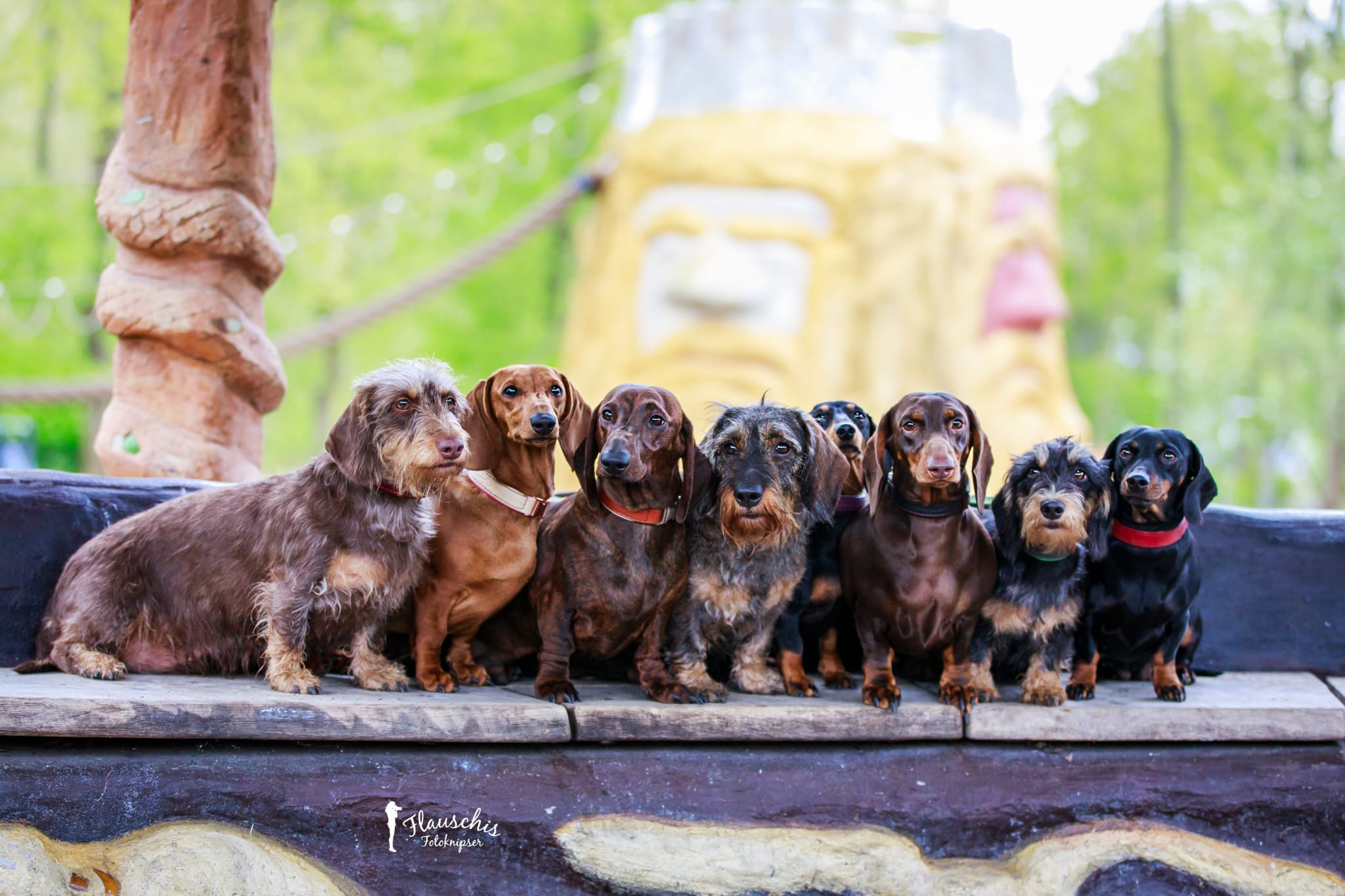 Gruppenbild Zuchtdackel