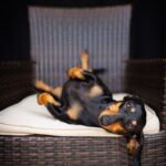 Karla (Fienchen vom Almhof) entspannt auf Stuhl