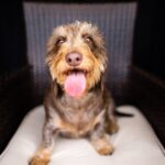 Wilma vom Lichten Berg entspannt auf einem Stuhl