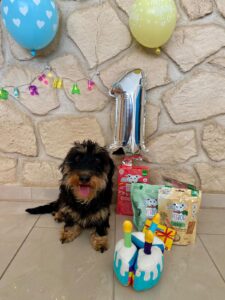 Kalea von der Lichtenberger Höhe, 1 Jahr alt